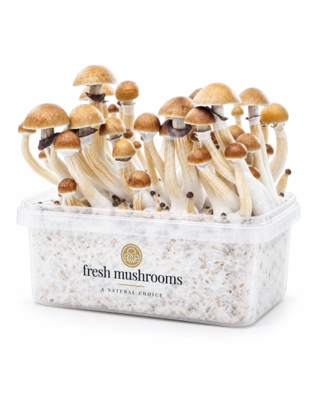 Fresh Mushrooms Growkit - MCKENNAII