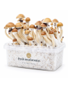 Fresh Mushrooms Grow Kit McKennaii, 1200 ml – kit with mushrooms, side view