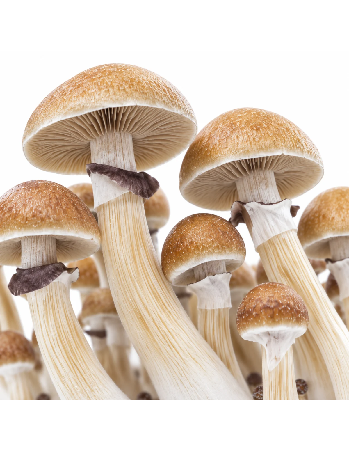 Fresh Mushrooms Growkit - MCKENNAII