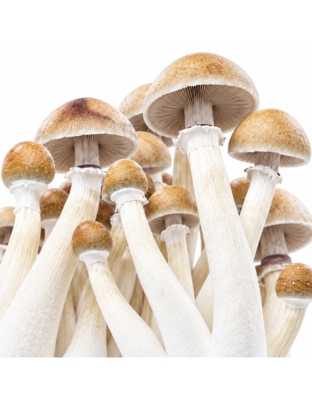 Fresh Mushrooms Growkit - MEXICAN