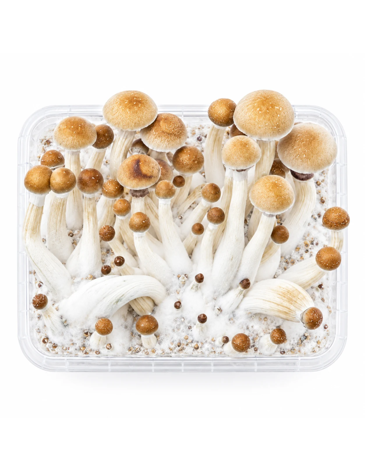 Fresh Mushrooms Growkit - MEXICAN