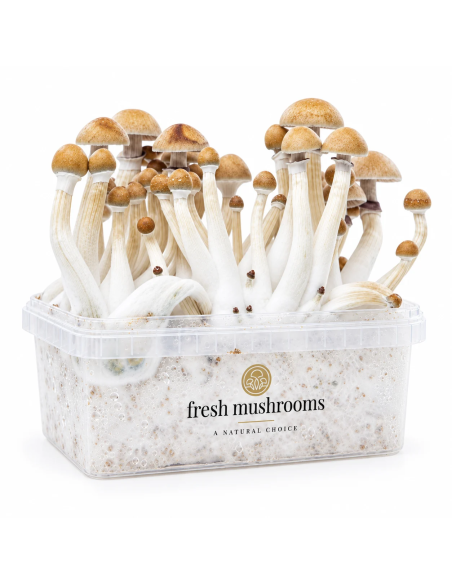Fresh Mushrooms Growkit - MEXICAN