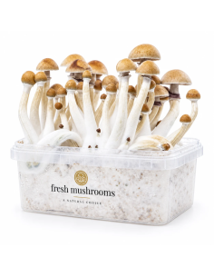 Fresh Mushrooms Growkit - MEXICAN