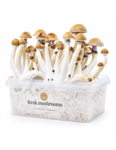 Fresh Mushrooms Growkit - MEXICAN