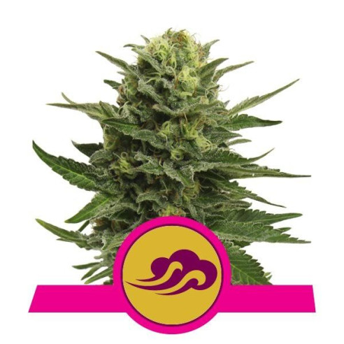 Blue Mystic - Royal Queen Seeds  - 1