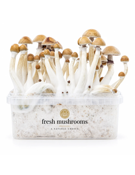 Fresh Mushrooms Growkit - MEXICAN