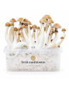 Fresh Mushrooms Grow Kit Mexican, 1200 ml – front view of the container with grown mushrooms