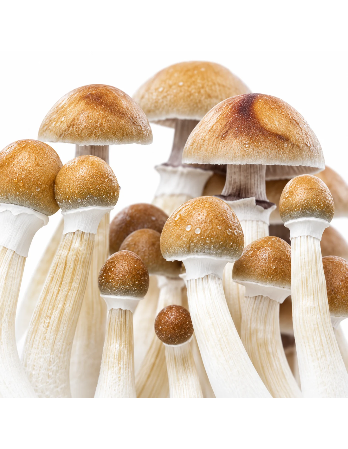Fresh Mushrooms Growkit - MEXICAN