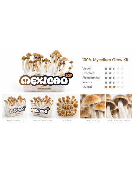 Fresh Mushrooms Growkit - MEXICAN