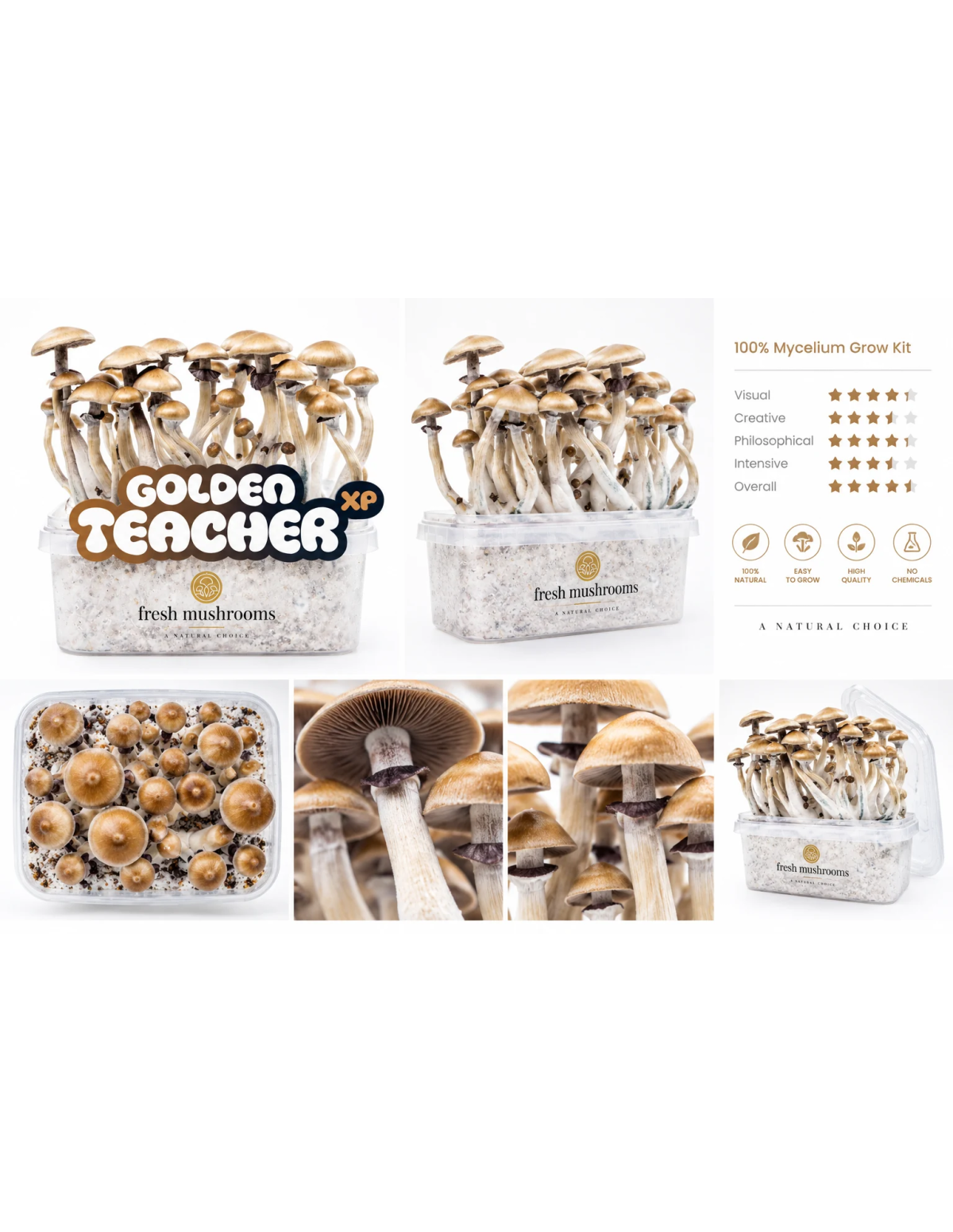 Fresh Mushrooms Growkit - GOLDEN TEACHER
