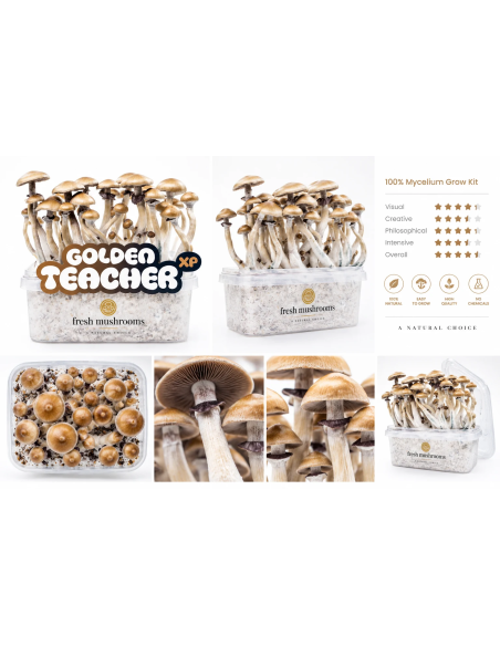Fresh Mushrooms Growkit - GOLDEN TEACHER