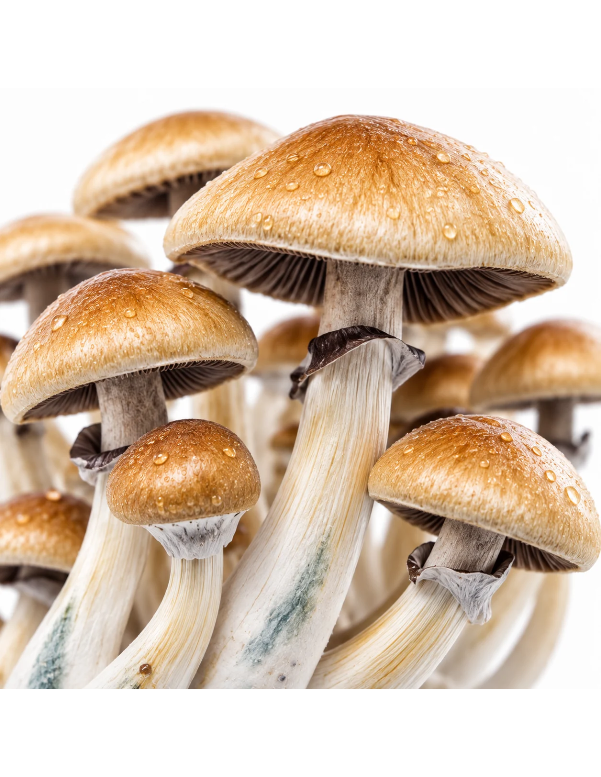 Fresh Mushrooms Growkit - GOLDEN TEACHER