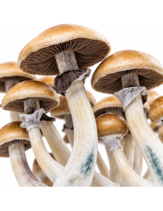 Fresh Mushrooms Growkit - GOLDEN TEACHER 2
