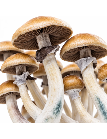 Fresh Mushrooms Growkit - GOLDEN TEACHER