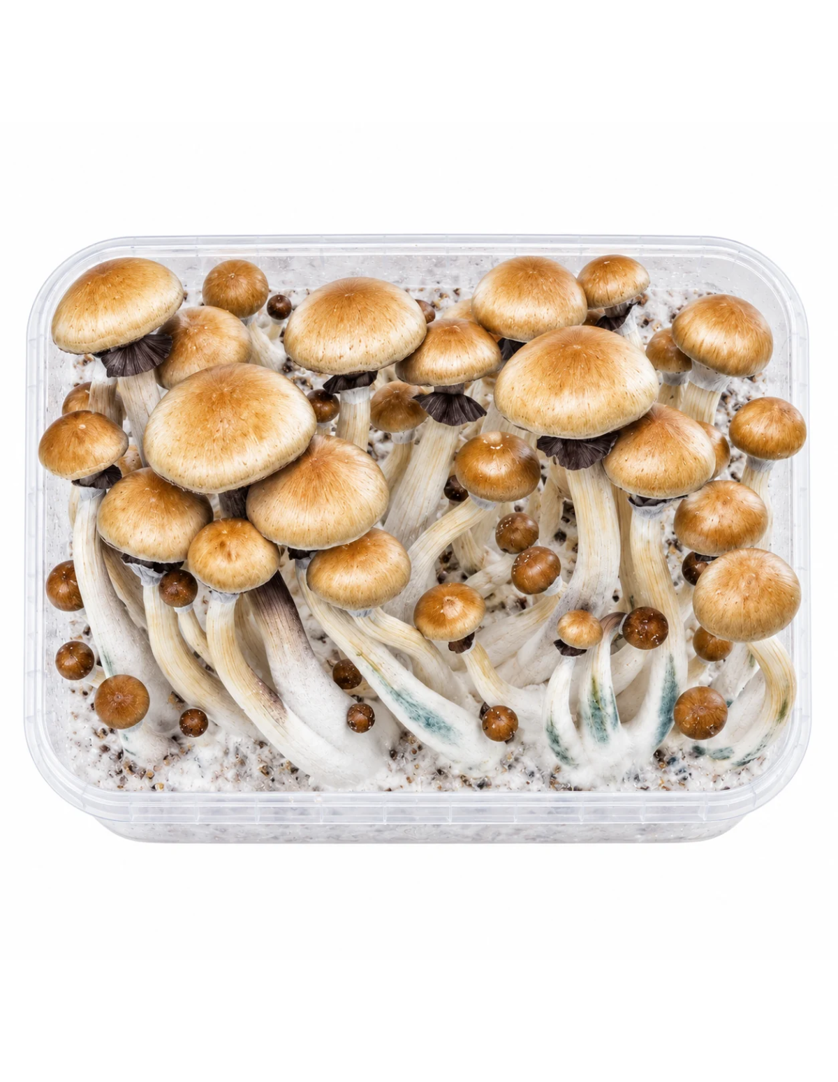 Fresh Mushrooms Growkit - GOLDEN TEACHER