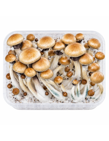 Fresh Mushrooms Growkit - GOLDEN TEACHER