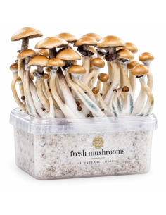 Fresh Mushrooms Growkit - GOLDEN TEACHER