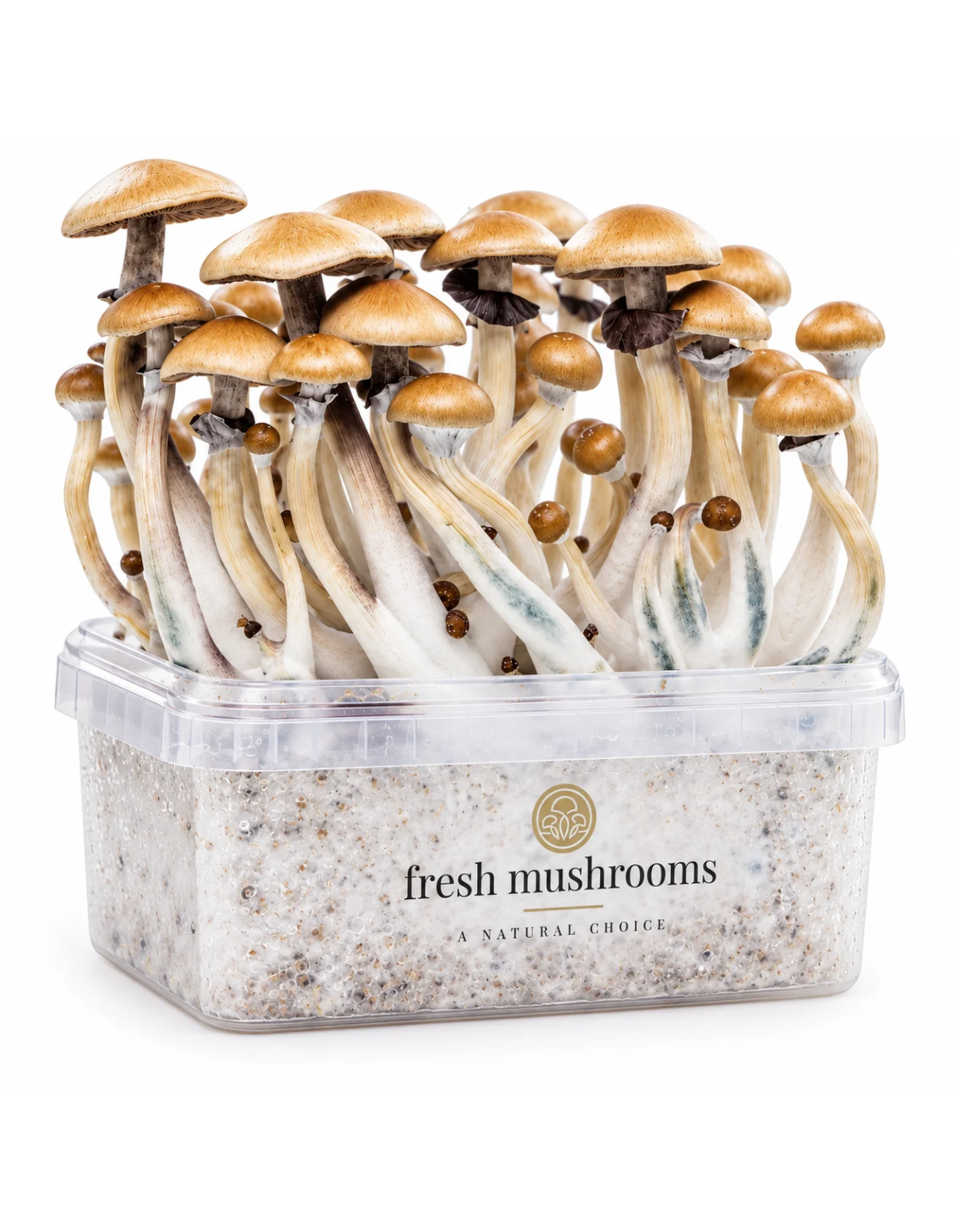 Fresh Mushrooms Growkit - GOLDEN TEACHER
