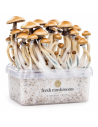 Fresh Mushrooms Grow Kit Golden Teacher, 1200 ml – example: container with mature mushrooms and brand label