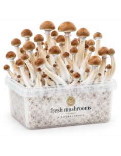 Fresh Mushrooms Grow Kit B+, 1200 ml