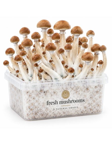 Fresh Mushrooms Grow Kit B+, 1200 ml – kit with mushrooms, front view