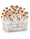 Fresh Mushrooms Grow Kit B+, 1200 ml – kit with mushrooms, front view