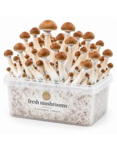 Fresh Mushrooms Grow Kit B+, 1200 ml 2