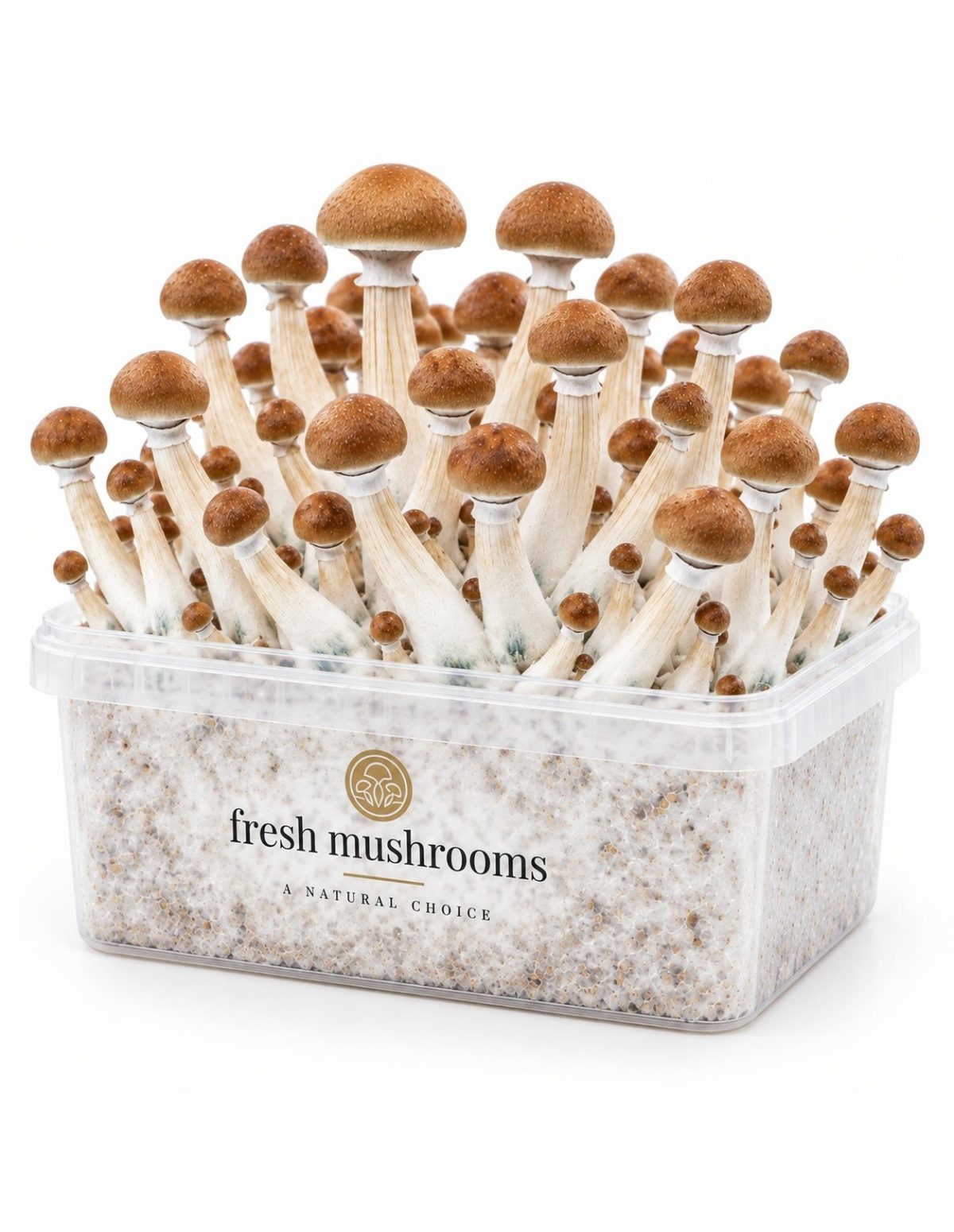 Fresh Mushrooms Grow Kit B+, 1200 ml – kit with mushrooms, view from the other side