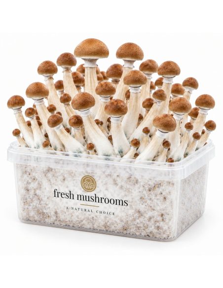 Fresh Mushrooms Grow Kit B+, 1200 ml – kit with mushrooms, view from the other side