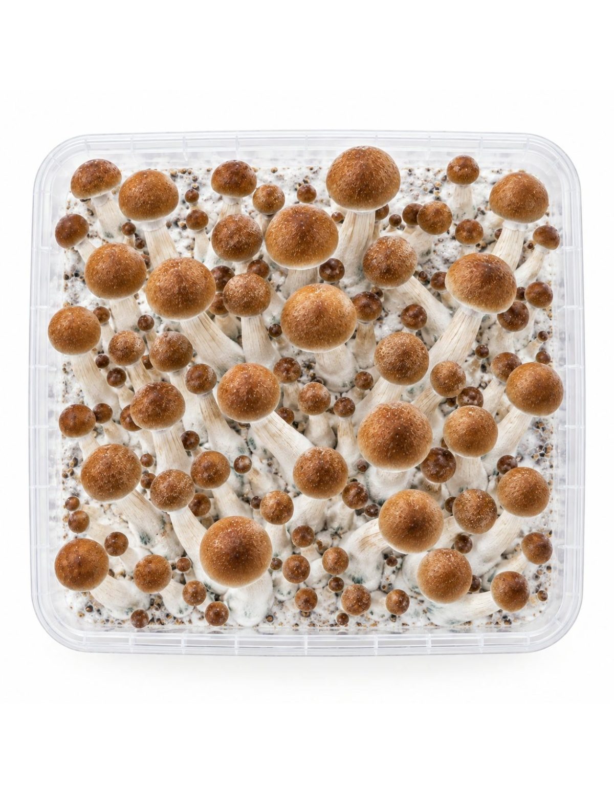 Fresh Mushrooms Grow Kit B+, 1200 ml – kit seen from above