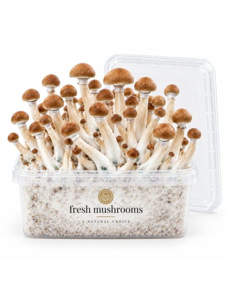 Fresh Mushrooms Grow Kit B+, 1200 ml – open kit with the lid beside it