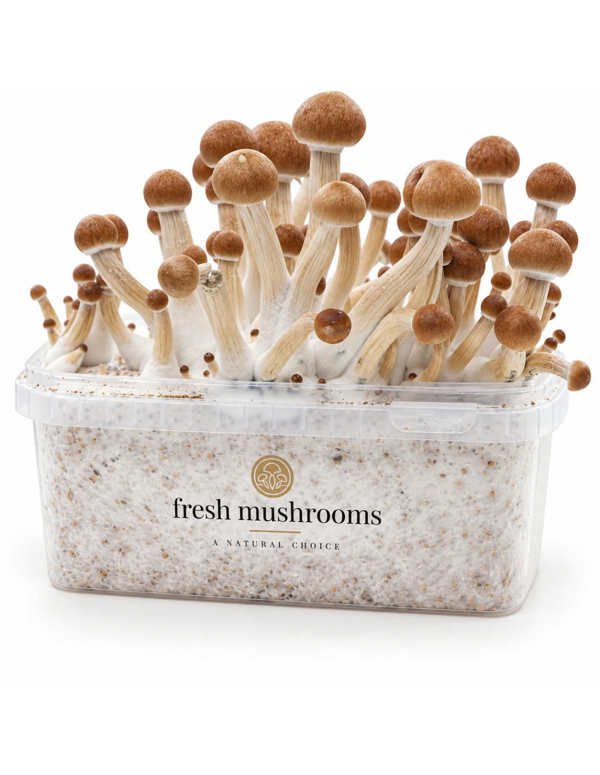 Fresh Mushrooms Grow Kit Ecuador, 1200 ml – kit with mushrooms, front view