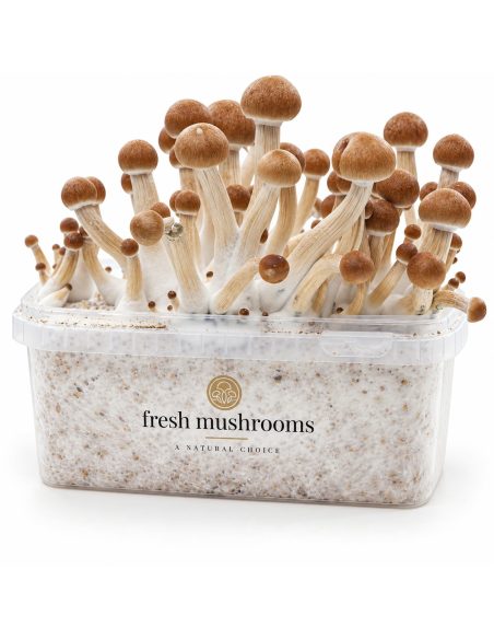 Fresh Mushrooms Grow Kit Ecuador, 1200 ml – kit with mushrooms, front view