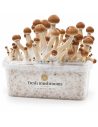 Fresh Mushrooms Grow Kit Ecuador, 1200 ml – kit with mushrooms, front view