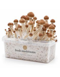 Fresh Mushrooms Grow Kit Ecuador, 1200 ml 2