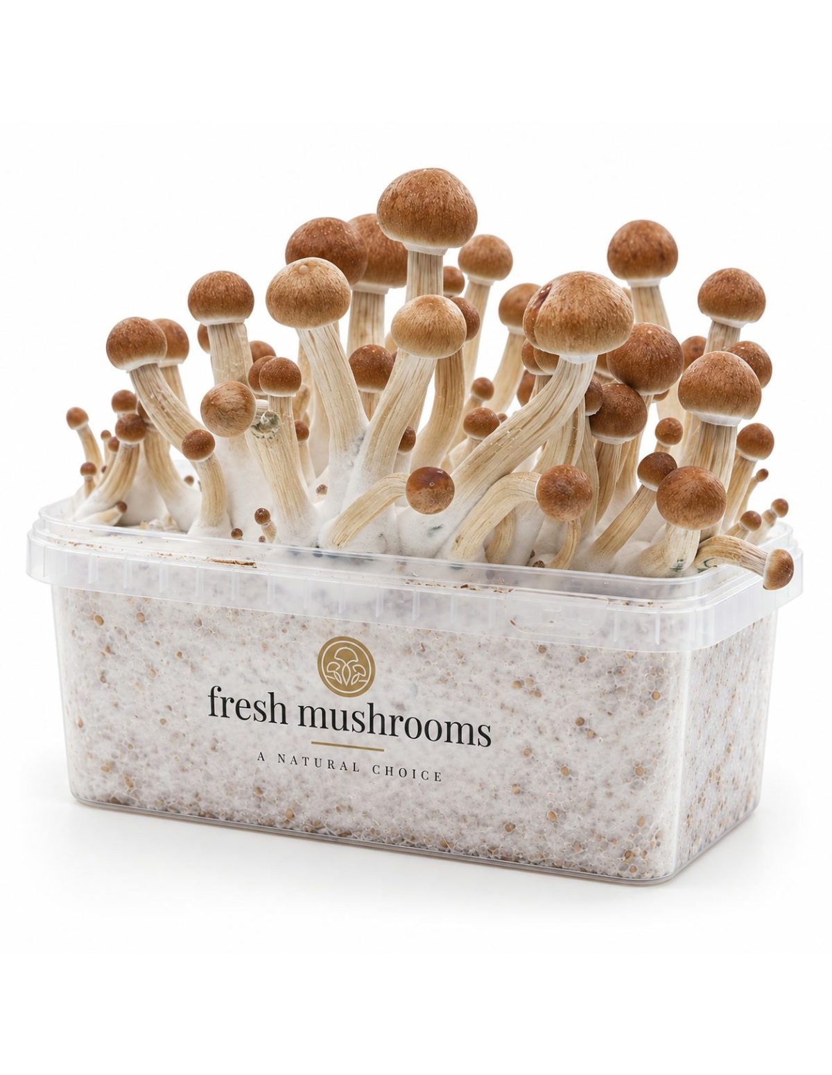 Fresh Mushrooms Grow Kit Ecuador, 1200 ml – kit with mushrooms, second angle