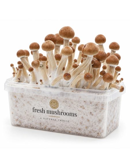 Fresh Mushrooms Grow Kit Ecuador, 1200 ml – kit with mushrooms, second angle