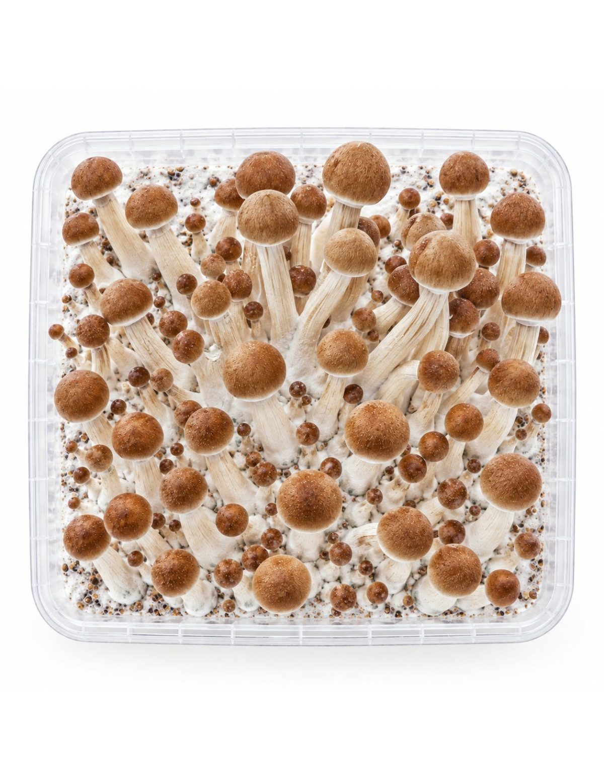 Fresh Mushrooms Grow Kit Ecuador, 1200 ml – kit seen from above