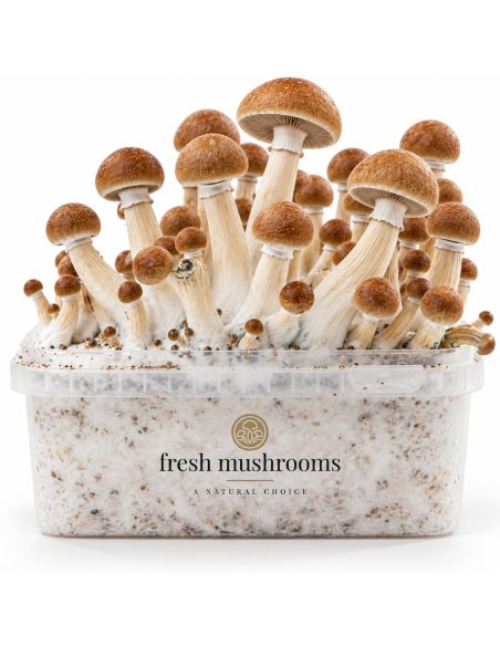 Fresh Mushrooms Grow Kit Ecuador, 1200 ml – detail of caps and stems
