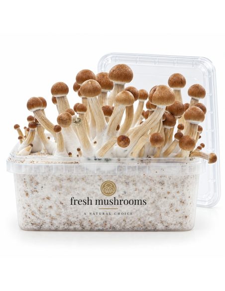 Fresh Mushrooms Grow Kit Ecuador, 1200 ml – open kit with its lid