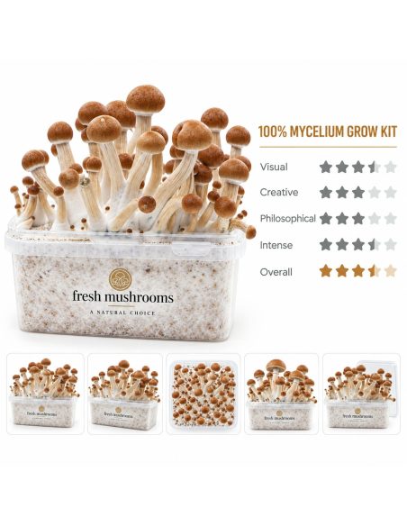 Fresh Mushrooms Grow Kit Ecuador, 1200 ml – overview with five smaller views