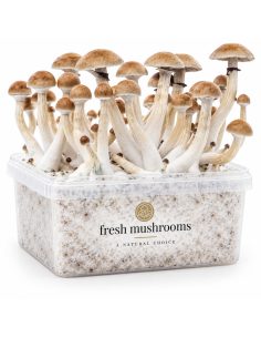 Fresh Mushrooms Grow Kit Thai, 1200 ml