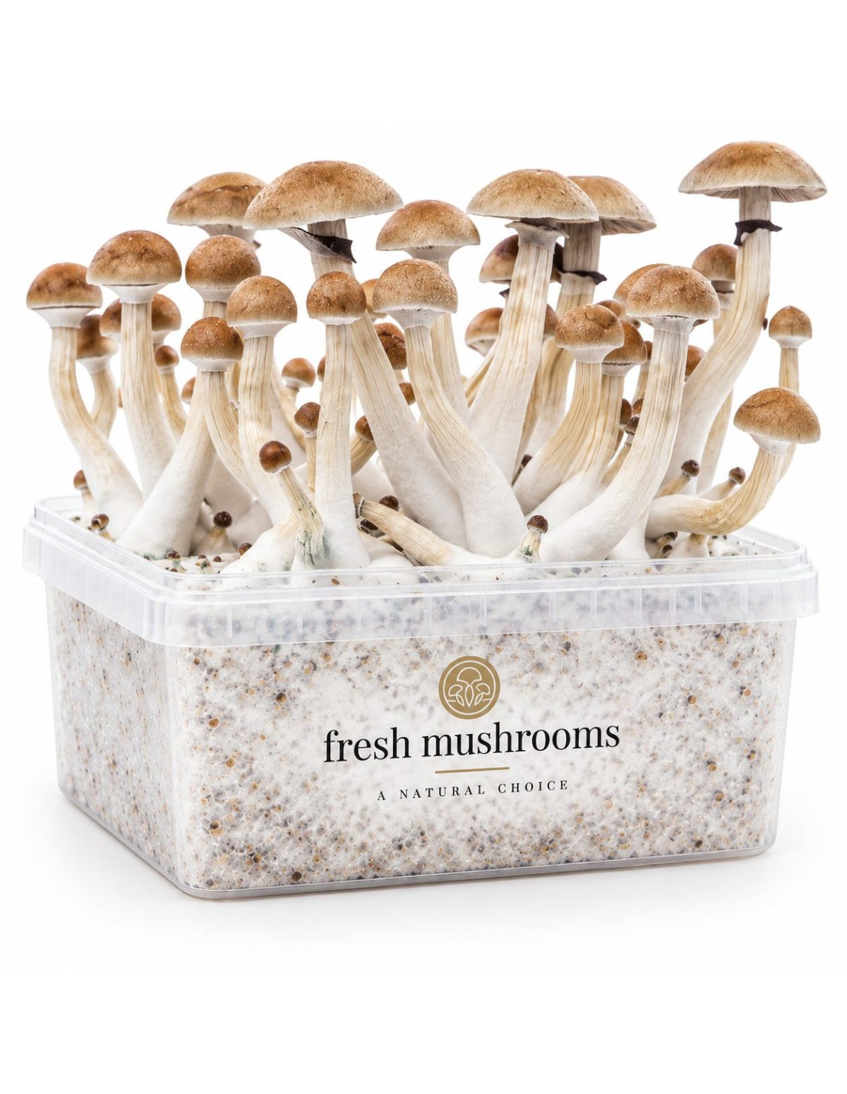 Fresh Mushrooms Grow Kit Thai, 1200 ml – kit with mushrooms, three-quarter view