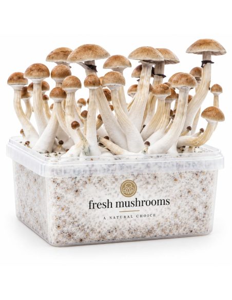 Fresh Mushrooms Grow Kit Thai, 1200 ml – kit with mushrooms, three-quarter view