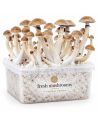 Fresh Mushrooms Grow Kit Thai, 1200 ml – kit with mushrooms, three-quarter view