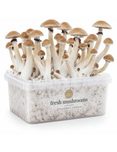 Fresh Mushrooms Grow Kit Thai, 1200 ml 2