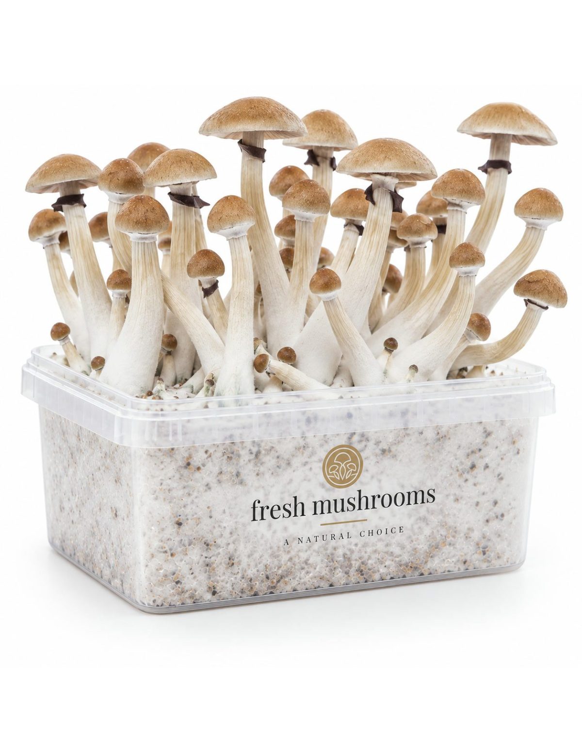 Fresh Mushrooms Grow Kit Thai, 1200 ml – kit with mushrooms, opposite side