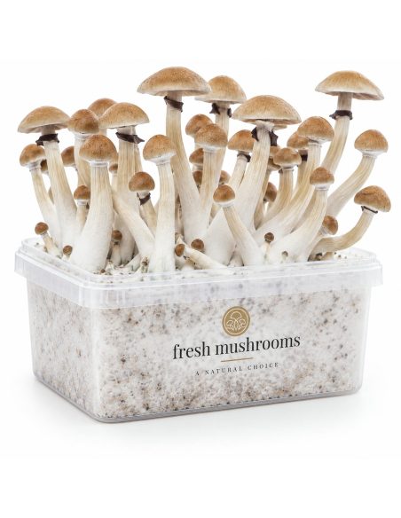Fresh Mushrooms Grow Kit Thai, 1200 ml – kit with mushrooms, opposite side
