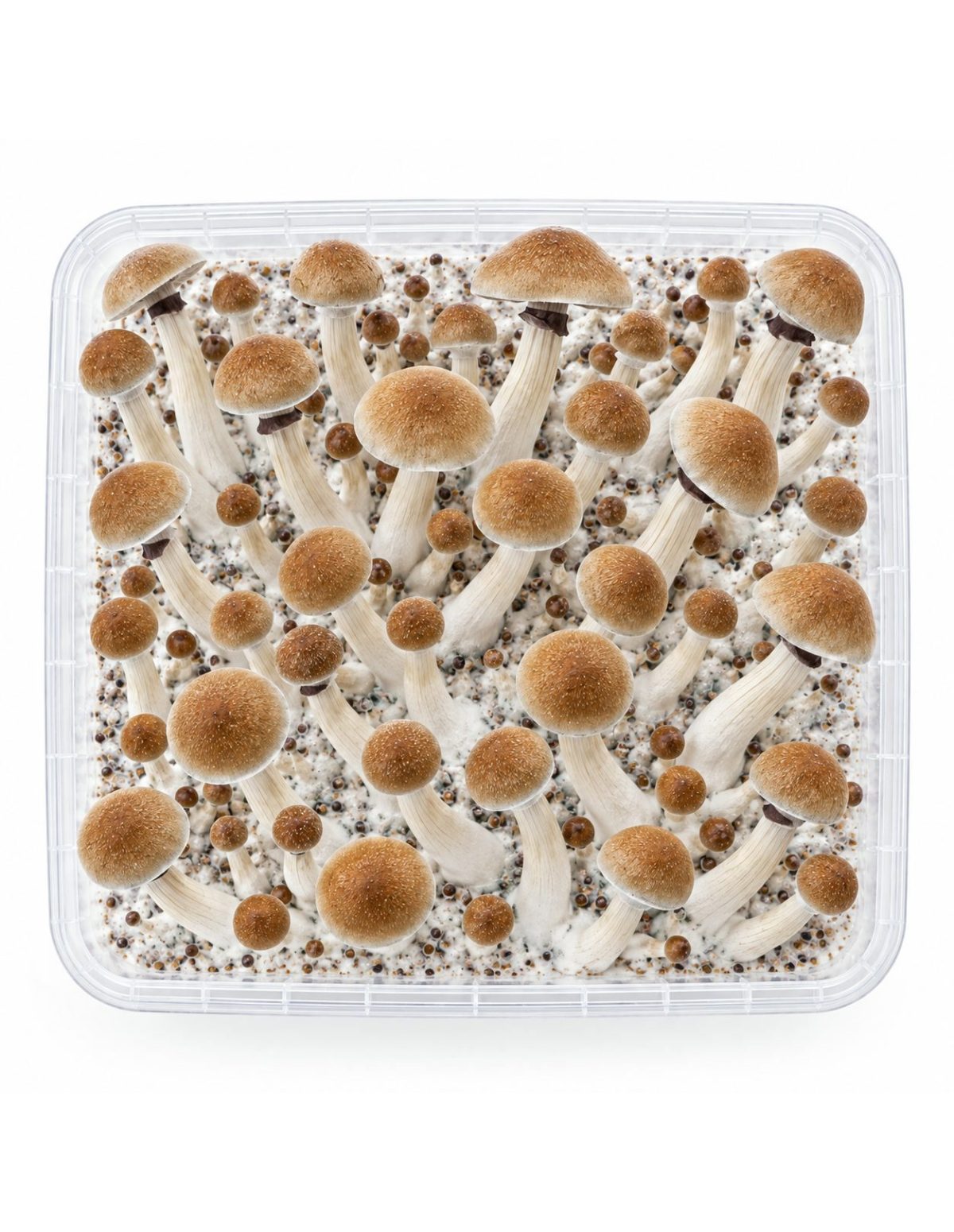 Fresh Mushrooms Grow Kit Thai, 1200 ml – kit seen from above
