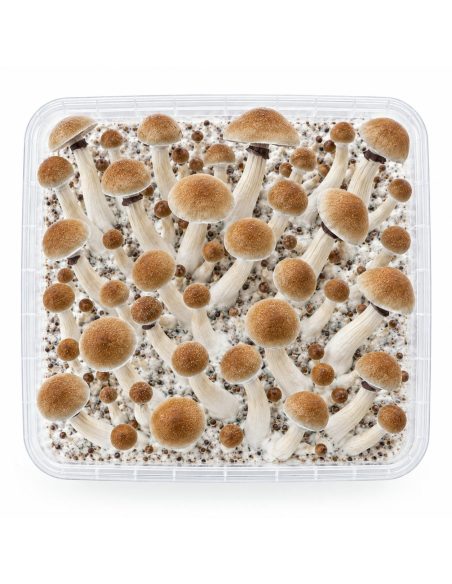 Fresh Mushrooms Grow Kit Thai, 1200 ml – kit seen from above